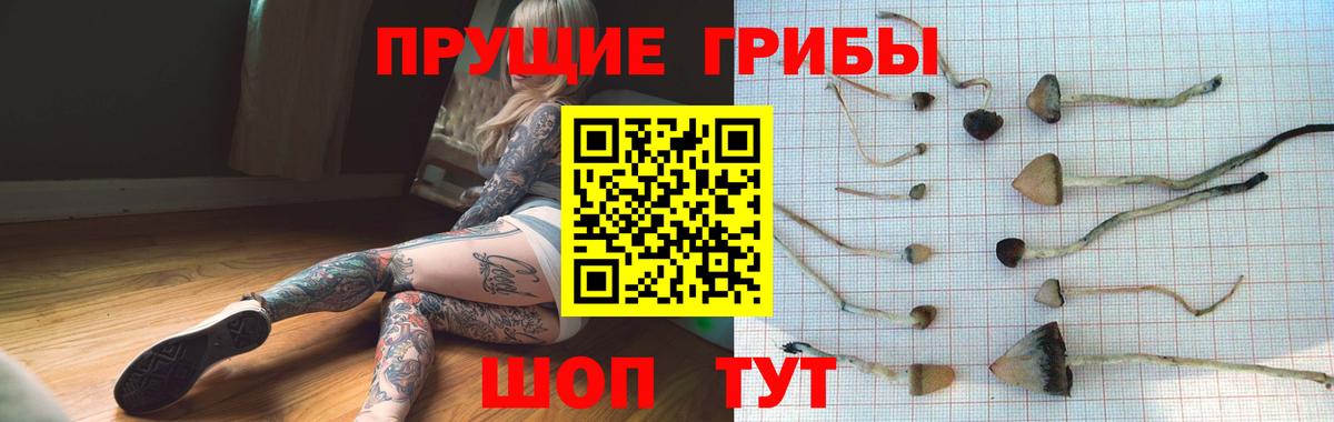 Галлюциногенные грибы Psilocybe Воркута